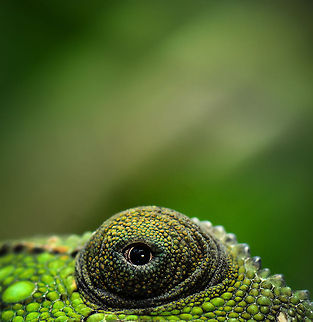 JungleDragon In the Madagascar jungle, sleeping can be a fatal mistake. Having two turret-like protected eyes that offer a 360 degree view helps, not to mention ultraviolet sight across a spectacular range. Furcifer pardalis,Madagascar,Panther chameleon,Pyreras Reserve
