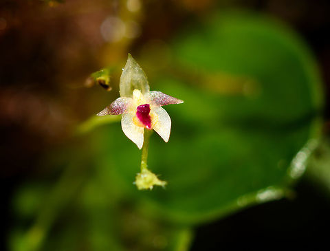 Trichosalpinx uvaria, Rio Ñambi, Colombia Tiny white orchid in good state found on a fallen branch in the Rio Ñambi reserve. Species ID request is sent to my go-to expert, Sebastian Moreno.
https://www.jungledragon.com/image/78978/white_lepanthes_-_full_plant_rio_ambi_colombia.html Colombia,Colombia 2018,Colombia South,Rio Ñambi,South America,Trichosalpinx uvaria