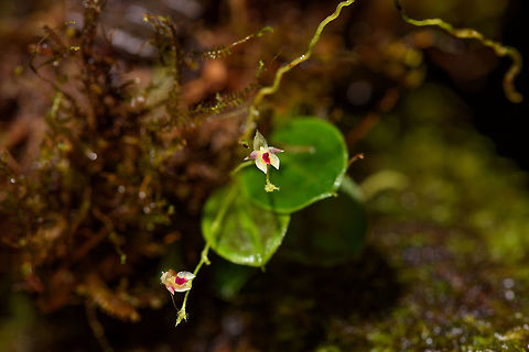 Trichosalpinx uvaria - full plant, Rio Ñambi, Colombia Tiny white orchid in good state found on a fallen branch in the Rio Ñambi reserve. Species ID request is sent to my go-to expert, Sebastian Moreno. 
https://www.jungledragon.com/image/78977/white_lepanthes_rio_ambi_colombia.html Colombia,Colombia 2018,Colombia South,Rio Ñambi,South America,Trichosalpinx uvaria