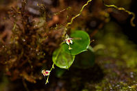 Trichosalpinx uvaria - full plant, Rio &Ntilde;ambi, Colombia Tiny white orchid in good state found on a fallen branch in the Rio &Ntilde;ambi reserve. Species ID request is sent to my go-to expert, Sebastian Moreno. <br />
https://www.jungledragon.com/image/78977/white_lepanthes_rio_ambi_colombia.html Colombia,Colombia 2018,Colombia South,Rio &Ntilde;ambi,South America,Trichosalpinx uvaria