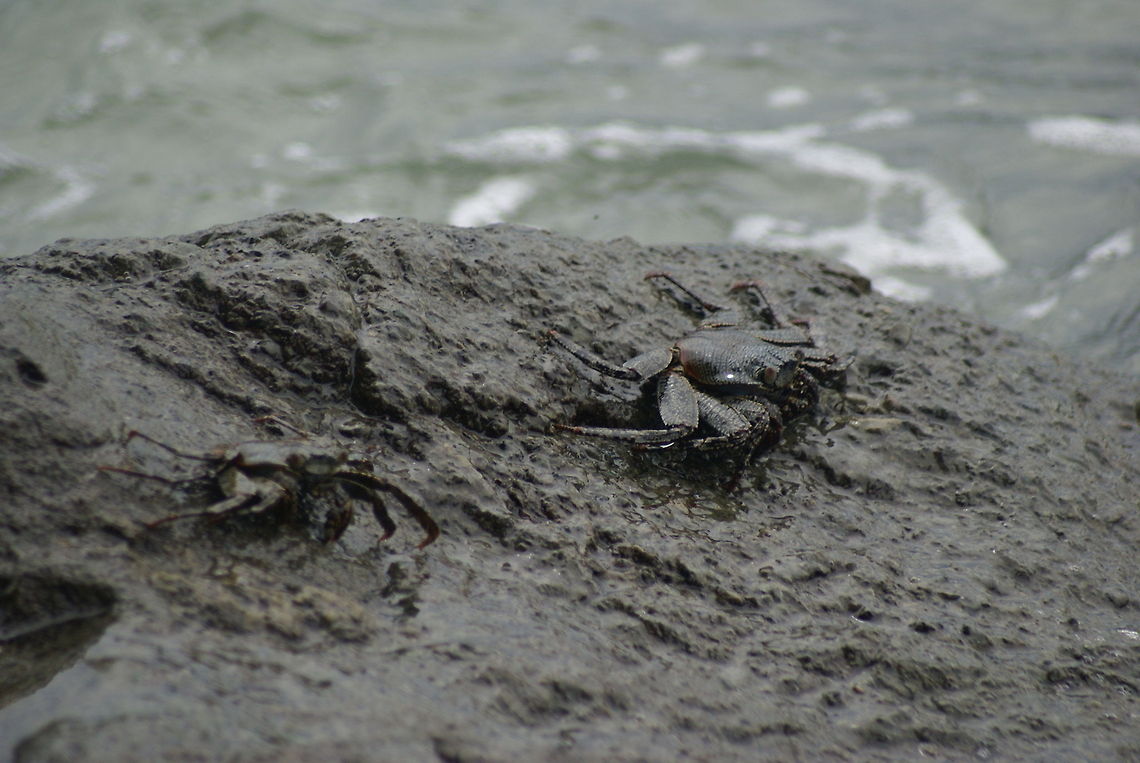 Crab camouflage Two mud covered crabs at a rock near the Costa Rica coast. Camouflage,Costa Rica,Crabs