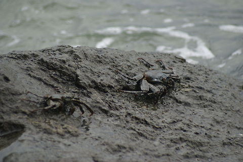 Crab camouflage Two mud covered crabs at a rock near the Costa Rica coast. Camouflage,Costa Rica,Crabs