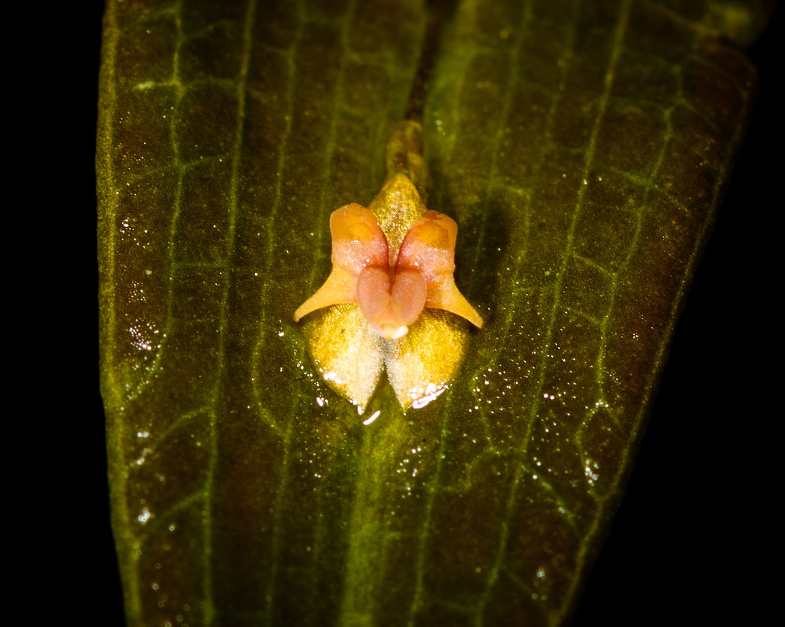 Lepanthes ricaurtensis - 2, Rio &Ntilde;ambi, Colombia Second specimen of this species found in Rio &Ntilde;ambi, Colombia. Colombia,Colombia 2018,Colombia South,Lepanthes ricaurtensis,Rio &Ntilde;ambi,South America
