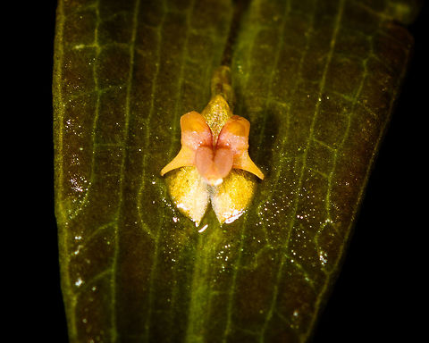 Lepanthes ricaurtensis - 2, Rio &Ntilde;ambi, Colombia Second specimen of this species found in Rio &Ntilde;ambi, Colombia. Colombia,Colombia 2018,Colombia South,Lepanthes ricaurtensis,Rio &Ntilde;ambi,South America