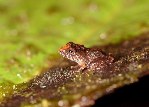 Tiny frog with orange nose mark, Rio &Ntilde;ambi, Colombia Found in the leaf litter, size is about a human nail. Key feature of the species seems to be a large orange mark from the forehead to the nose.
https://www.jungledragon.com/image/79031/tiny_frog_with_orange_nose_mark_-_front_view_rio_ambi_colombia.html
Probably the same species as found earlier:

https://www.jungledragon.com/image/77962/tiny_rainfrog_-_closeup_rio_ambi_colombia.html Colombia,Colombia 2018,Colombia South,Rio &Ntilde;ambi,South America