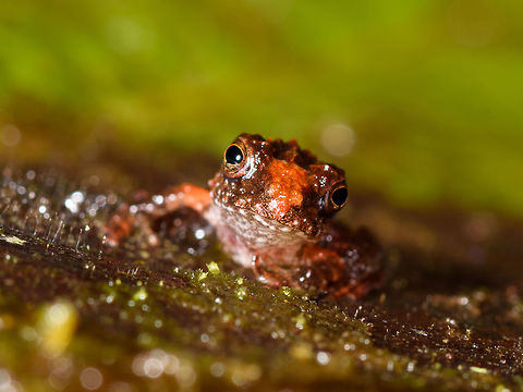 Tiny frog with orange nose mark - front view, Rio &Ntilde;ambi, Colombia Found in the leaf litter, size is about a human nail. Key feature of the species seems to be a large orange mark from the forehead to the nose.
https://www.jungledragon.com/image/79030/tiny_frog_with_orange_nose_mark_rio_ambi_colombia.html
Probably the same species as found earlier:

https://www.jungledragon.com/image/77962/tiny_rainfrog_-_closeup_rio_ambi_colombia.html Colombia,Colombia 2018,Colombia South,Rio &Ntilde;ambi,South America