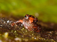 Tiny frog with orange nose mark - front view, Rio Ñambi, Colombia Found in the leaf litter, size is about a human nail. Key feature of the species seems to be a large orange mark from the forehead to the nose.<br />
https://www.jungledragon.com/image/79030/tiny_frog_with_orange_nose_mark_rio_ambi_colombia.html<br />
Probably the same species as found earlier:<br />
<br />
https://www.jungledragon.com/image/77962/tiny_rainfrog_-_closeup_rio_ambi_colombia.html Colombia,Colombia 2018,Colombia South,Rio Ñambi,South America