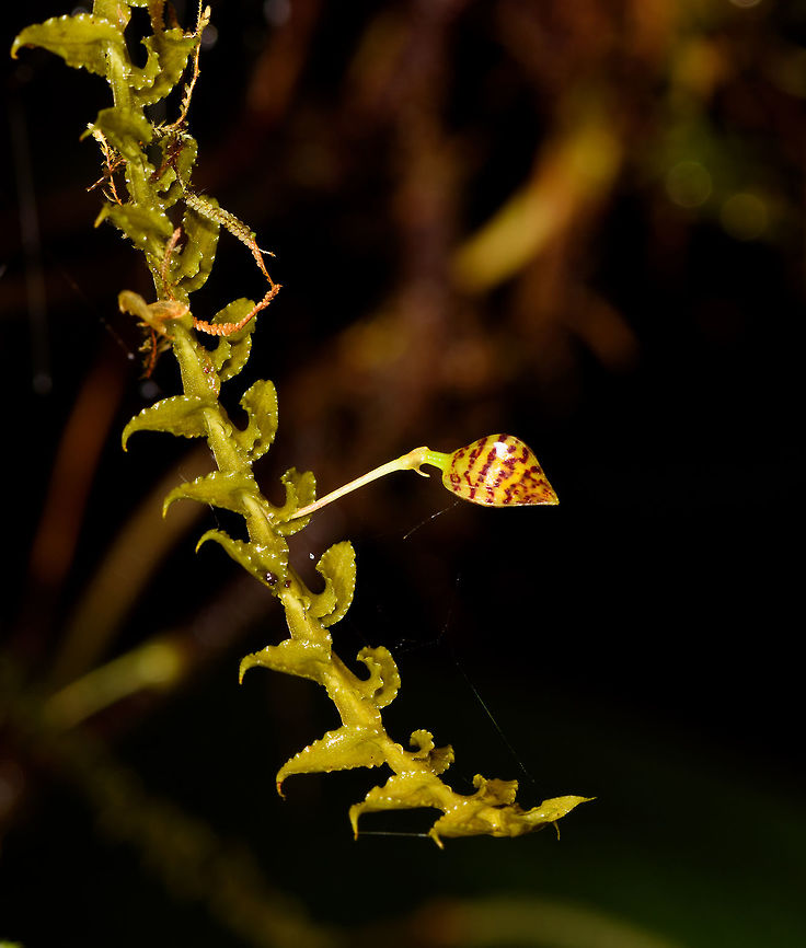 Dichaeae sp., Rio &Ntilde;ambi, Colombia  Colombia,Colombia 2018,Colombia South,Rio &Ntilde;ambi,South America