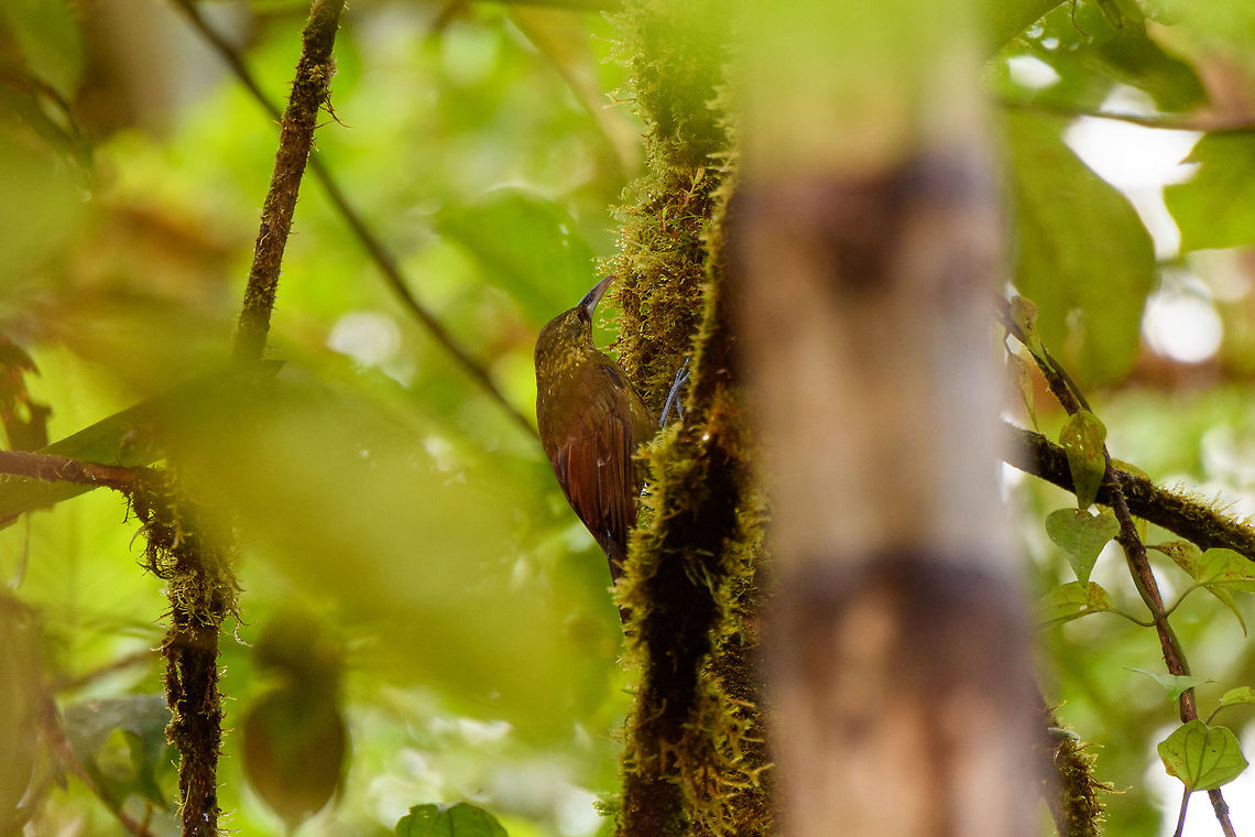 Spotted woodcreeper, Rio &Ntilde;ambi, Colombia  Colombia,Colombia 2018,Colombia South,Fall,Geotagged,Rio &Ntilde;ambi,South America,Spotted woodcreeper,Xiphorhynchus erythropygius