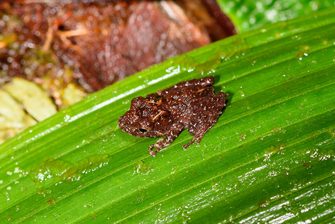 Another tiny rainfrog, Rio Ñambi, Colombia About 1 cm. Overall brown, bumpy, orange marks at the back of the head. Colombia,Colombia 2018,Colombia South,Rio Ñambi,South America
