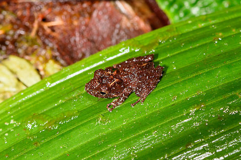 Another tiny rainfrog, Rio &Ntilde;ambi, Colombia About 1 cm. Overall brown, bumpy, orange marks at the back of the head. Colombia,Colombia 2018,Colombia South,Rio &Ntilde;ambi,South America