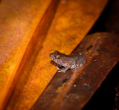 White-spotted rainfrog, Rio &Ntilde;ambi, Colombia https://www.jungledragon.com/image/79037/white-spotted_rainfrog_-_frontal_rio_ambi_colombia.html Colombia,Colombia 2018,Colombia South,Rio &Ntilde;ambi,South America