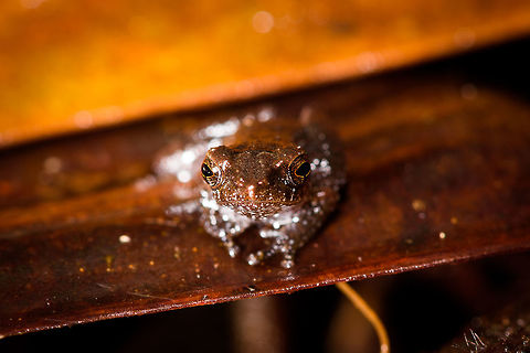 White-spotted rainfrog - frontal, Rio Ñambi, Colombia https://www.jungledragon.com/image/79036/white-spotted_rainfrog_rio_ambi_colombia.html Colombia,Colombia 2018,Colombia South,Rio Ñambi,South America