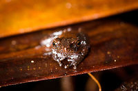 White-spotted rainfrog - frontal, Rio Ñambi, Colombia https://www.jungledragon.com/image/79036/white-spotted_rainfrog_rio_ambi_colombia.html Colombia,Colombia 2018,Colombia South,Rio Ñambi,South America