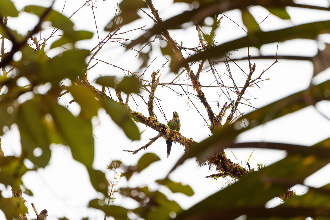 Maroon-tailed parakeet, Rio Ñambi, Colombia Too far and too much backlight, but still wanted to share the species. Also known as the Pacific Parakeet. Colombia,Colombia 2018,Colombia South,Fall,Geotagged,Maroon-tailed parakeet,Pyrrhura melanura,Rio Ñambi,South America