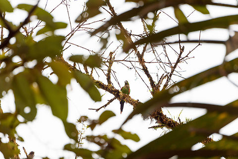 Maroon-tailed parakeet, Rio &Ntilde;ambi, Colombia Too far and too much backlight, but still wanted to share the species. Also known as the Pacific Parakeet. Colombia,Colombia 2018,Colombia South,Fall,Geotagged,Maroon-tailed parakeet,Pyrrhura melanura,Rio &Ntilde;ambi,South America