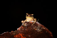 Small striped rainfrog - frontal 2, Rio Ñambi, Colombia https://www.jungledragon.com/image/79040/small_striped_rainfrog_-_frontal_1_rio_ambi_colombia.html<br />
https://www.jungledragon.com/image/79041/small_striped_rainfrog_rio_ambi_colombia.html Colombia,Colombia 2018,Colombia South,Rio Ñambi,South America