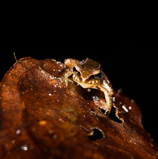 Small striped rainfrog - frontal 1, Rio &Ntilde;ambi, Colombia https://www.jungledragon.com/image/79039/small_striped_rainfrog_-_frontal_2_rio_ambi_colombia.html
https://www.jungledragon.com/image/79041/small_striped_rainfrog_rio_ambi_colombia.html Colombia,Colombia 2018,Colombia South,Rio &Ntilde;ambi,South America