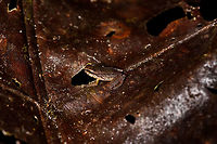 Small striped rainfrog, Rio Ñambi, Colombia https://www.jungledragon.com/image/79039/small_striped_rainfrog_-_frontal_2_rio_ambi_colombia.html<br />
https://www.jungledragon.com/image/79040/small_striped_rainfrog_-_frontal_1_rio_ambi_colombia.html Colombia,Colombia 2018,Colombia South,Rio Ñambi,South America