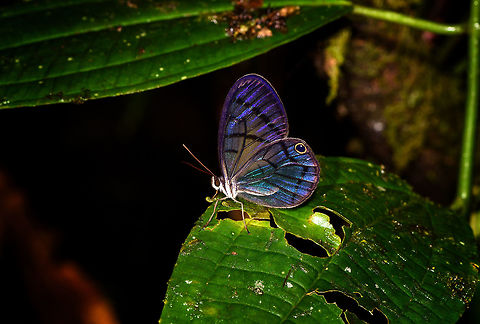Uncolored Clearwing-Satyr, Rio &Ntilde;ambi, Colombia Yes, a poorly chosen name for such a glittering clearwing superstar. I found this when I was lagging behind with the rest of the group. As Rio &Ntilde;ambi is a very dark forest with hardly any open space, butterflies are not abundant to see. Yet when you do see one...
https://www.jungledragon.com/image/79047/uncolored_clearwing-satyr_-_closeup_rio_ambi_colombia.html
ID by Andr&eacute; Poremski. One minute later, this happens:

https://www.jungledragon.com/image/79048/blushing_phantom_rio_ambi_colombia.html Colombia,Colombia 2018,Colombia South,Dulcedo,Dulcedo polita,Rio &Ntilde;ambi,South America