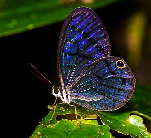 Uncolored Clearwing-Satyr - closeup, Rio Ñambi, Colombia Yes, a poorly chosen name for such a glittering clearwing superstar. I found this when I was lagging behind with the rest of the group. As Rio Ñambi is a very dark forest with hardly any open space, butterflies are not abundant to see. Yet when you do see one...
https://www.jungledragon.com/image/79046/uncolored_clearwing-satyr_rio_ambi_colombia.html
ID by André Poremski. One minute later, this happens:
https://www.jungledragon.com/image/79048/blushing_phantom_rio_ambi_colombia.html Colombia,Colombia 2018,Colombia South,Dulcedo polita,Rio Ñambi,South America,Uncolored Clearwing-Satyr