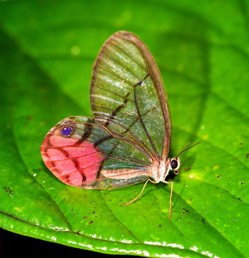 Blushing Phantom, Rio Ñambi, Colombia Likely ID, but tentative. Found directly after this one:<br />
<figure class="photo"><a href="https://www.jungledragon.com/image/79046/uncolored_clearwing-satyr_rio_ambi_colombia.html" title="Uncolored Clearwing-Satyr, Rio &Ntilde;ambi, Colombia"><img src="https://s3.amazonaws.com/media.jungledragon.com/images/2/79046_thumb.jpg?AWSAccessKeyId=05GMT0V3GWVNE7GGM1R2&Expires=1759968010&Signature=vFK5wLuI3sBmX%2BNkDWSQeSrRVuQ%3D" width="200" height="136" alt="Uncolored Clearwing-Satyr, Rio &Ntilde;ambi, Colombia Yes, a poorly chosen name for such a glittering clearwing superstar. I found this when I was lagging behind with the rest of the group. As Rio &Ntilde;ambi is a very dark forest with hardly any open space, butterflies are not abundant to see. Yet when you do see one...<br />
https://www.jungledragon.com/image/79047/uncolored_clearwing-satyr_-_closeup_rio_ambi_colombia.html<br />
ID by Andr&eacute; Poremski. One minute later, this happens:<br />
<br />
https://www.jungledragon.com/image/79048/blushing_phantom_rio_ambi_colombia.html Colombia,Colombia 2018,Colombia South,Dulcedo,Dulcedo polita,Rio &Ntilde;ambi,South America" /></a></figure> Blushing Phantom,Cithaerias pireta,Colombia,Colombia 2018,Colombia South,Rio Ñambi,South America