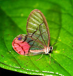 Blushing Phantom, Rio &Ntilde;ambi, Colombia Likely ID, but tentative. Found directly after this one:<br />
https://www.jungledragon.com/image/79046/uncolored_clearwing-satyr_rio_ambi_colombia.html Blushing Phantom,Cithaerias pireta,Colombia,Colombia 2018,Colombia South,Rio &Ntilde;ambi,South America
