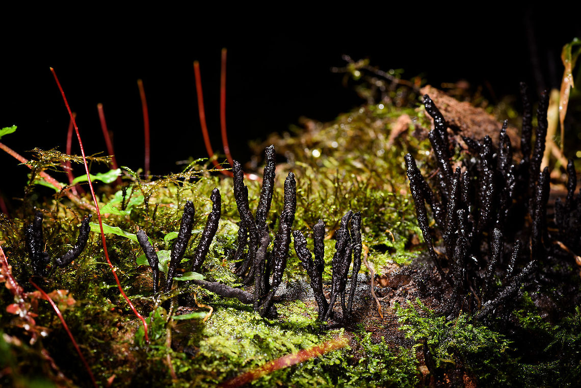 Xylaria sp., Rio Ñambi, Colombia Assumed a Xylaria &quot;Dead man&#039;s fingers&quot; type of species. <br />
<br />
Some interesting timing: a little after this photo was taken, when returning from our hike in the direction of the lodge, a forest giant fell. I first thought it was an earthquake, surely it was the loudest sound I&#039;ve ever heard, even though it was at least 1.5km away from us. As the few dozen tons of weight was falling, the ground trembled.<br />
<br />
We forgot all about that until the next day on our way out of Rio &Ntilde;ambi, our path was blocked by this giant fallen tree. Guess where it fell? Exactly at this place where I spent a good 10 minutes messing with lighting to get this shot. <br />
<br />
Moral of the story: the only time is NOW :) Colombia,Colombia 2018,Colombia South,Rio Ñambi,South America