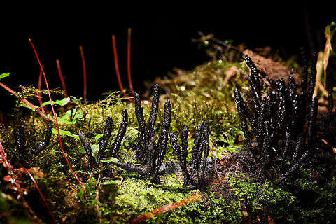 Xylaria sp., Rio &Ntilde;ambi, Colombia Assumed a Xylaria "Dead man's fingers" type of species. 

Some interesting timing: a little after this photo was taken, when returning from our hike in the direction of the lodge, a forest giant fell. I first thought it was an earthquake, surely it was the loudest sound I've ever heard, even though it was at least 1.5km away from us. As the few dozen tons of weight was falling, the ground trembled.

We forgot all about that until the next day on our way out of Rio &Ntilde;ambi, our path was blocked by this giant fallen tree. Guess where it fell? Exactly at this place where I spent a good 10 minutes messing with lighting to get this shot. 

Moral of the story: the only time is NOW :) Colombia,Colombia 2018,Colombia South,Rio &Ntilde;ambi,South America