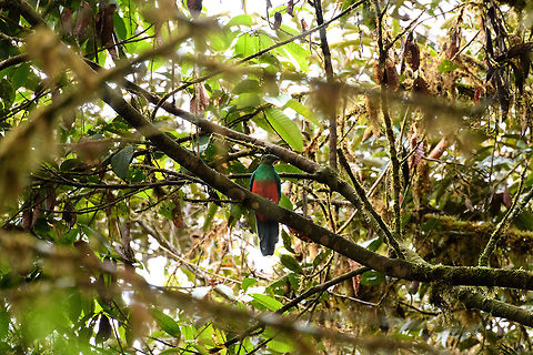 Golden-headed quetzal, Rio &Ntilde;ambi, Colombia This the female, the male has a golden-toned head after which the species is named, whilst females have duller brown to grey heads as seen here. Based on location, this is likely the auriceps subspecies.

It is described as a very calm bird that sits motionless for long periods and only rarely calls. From our limited experience on this trip we can confirm that both quetzals we found are like statues, they don't move or flee easily. Colombia,Colombia 2018,Colombia South,Fall,Geotagged,Golden-headed quetzal,Pharomachrus auriceps,Rio &Ntilde;ambi,South America