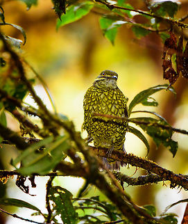Scaled Fruiteater (snakebird), Rio &Ntilde;ambi, Colombia Here comes snakebird, a glorious birding highlight of our 2018 trip. Glorious for its beauty, our stupendous luck, and a great opportunity for me to be a smug "told ya" jackass.

Two days earlier, still at La Planada, we were given bird booklets of this place, Rio &Ntilde;ambi. The booklet featured a few dozen birds known to occur in Rio &Ntilde;ambi, so that we could anticipate them and think of targets. 

Given my complete incompetence at birding (I really have no idea what I'm doing), I was basically just looking at whichever I found most attractive. Attractive to me strongly correlates to unusual. Weird, unlike anything else, is what I seek.

It didn't take long for me to obsess over a single bird: the scaled fruiteater. It has a feather pattern that looks like a snake, I don't know of any other bird remotely similar. What more can you ask of a bird? Tunnel vision set in, and I dismissed birds far more rare. 

After announcing my desired target to several people, I was met with either silence or laughter. Nobody said why. I got the message and figured I picked an unrealistic target. Manuel picked a list of "real" targets, this time based on actual competence.

I kept occassionally dropping the hint for 2 days in a row but now as a joke, a joke that quickly was getting old.

Until...a bird landed on a branch straight in front of us. Out of the blue, without playback. This in itself rarely happens in forests. It was quite close, at about 8-10m. It was perched and didn't make an attempt to immediately flee. This forest is so dark though that all I could see was a dark silhouette. Only super bright binoculars from Manuel and some flash by myself revealed the identity of our unexpected guest.

Stupendous luck, but oh did it feel right. It's not just a gorgeous and unusual bird to see, its behavior is a joy to experience. Very dog-like, where it tilts its head in curiosity. 
https://www.jungledragon.com/image/79103/scaled_fruiteater_snakebird_-_side_view_rio_ambi_colombia.html
https://www.jungledragon.com/image/79104/scaled_fruiteater_snakebird_-_full_scene_rio_ambi_colombia.html Ampelioides tschudii,Colombia,Colombia 2018,Colombia South,Fall,Geotagged,Rio &Ntilde;ambi,Scaled fruiteater,South America