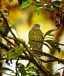 Scaled Fruiteater (snakebird), Rio Ñambi, Colombia Here comes snakebird, a glorious birding highlight of our 2018 trip. Glorious for its beauty, our stupendous luck, and a great opportunity for me to be a smug "told ya" jackass.<br />
<br />
Two days earlier, still at La Planada, we were given bird booklets of this place, Rio Ñambi. The booklet featured a few dozen birds known to occur in Rio Ñambi, so that we could anticipate them and think of targets. <br />
<br />
Given my complete incompetence at birding (I really have no idea what I'm doing), I was basically just looking at whichever I found most attractive. Attractive to me strongly correlates to unusual. Weird, unlike anything else, is what I seek.<br />
<br />
It didn't take long for me to obsess over a single bird: the scaled fruiteater. It has a feather pattern that looks like a snake, I don't know of any other bird remotely similar. What more can you ask of a bird? Tunnel vision set in, and I dismissed birds far more rare. <br />
<br />
After announcing my desired target to several people, I was met with either silence or laughter. Nobody said why. I got the message and figured I picked an unrealistic target. Manuel picked a list of "real" targets, this time based on actual competence.<br />
<br />
I kept occassionally dropping the hint for 2 days in a row but now as a joke, a joke that quickly was getting old.<br />
<br />
Until...a bird landed on a branch straight in front of us. Out of the blue, without playback. This in itself rarely happens in forests. It was quite close, at about 8-10m. It was perched and didn't make an attempt to immediately flee. This forest is so dark though that all I could see was a dark silhouette. Only super bright binoculars from Manuel and some flash by myself revealed the identity of our unexpected guest.<br />
<br />
Stupendous luck, but oh did it feel right. It's not just a gorgeous and unusual bird to see, its behavior is a joy to experience. Very dog-like, where it tilts its head in curiosity. <br />
https://www.jungledragon.com/image/79103/scaled_fruiteater_snakebird_-_side_view_rio_ambi_colombia.html<br />
https://www.jungledragon.com/image/79104/scaled_fruiteater_snakebird_-_full_scene_rio_ambi_colombia.html Ampelioides tschudii,Colombia,Colombia 2018,Colombia South,Fall,Geotagged,Rio Ñambi,Scaled fruiteater,South America