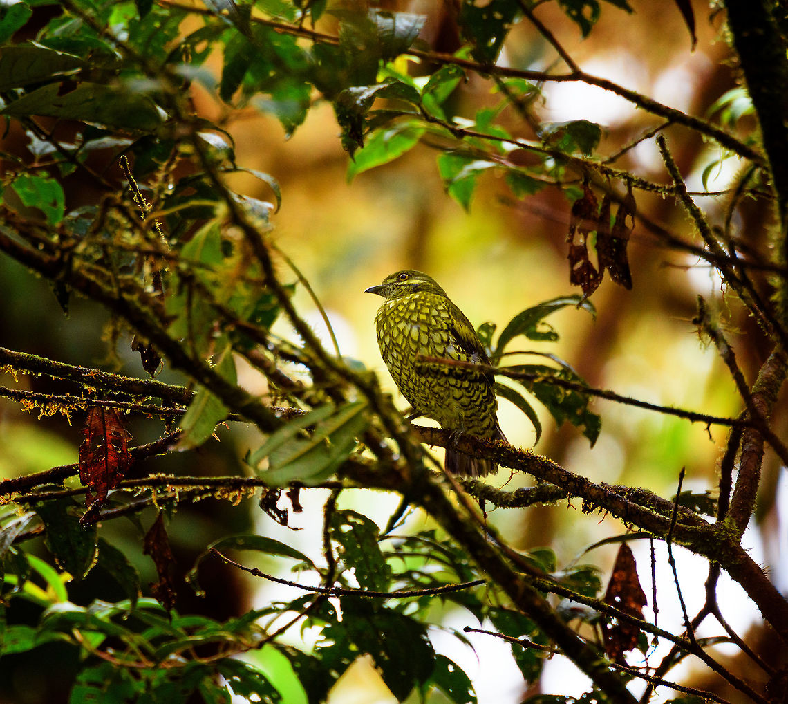 Scaled Fruiteater (snakebird) - side view, Rio Ñambi, Colombia Here comes snakebird, a glorious birding highlight of our 2018 trip. Glorious for its beauty, our stupendous luck, and a great opportunity for me to be a smug &quot;told ya&quot; jackass.<br />
<br />
Two days earlier, still at La Planada, we were given bird booklets of this place, Rio &Ntilde;ambi. The booklet featured a few dozen birds known to occur in Rio &Ntilde;ambi, so that we could anticipate them and think of targets. <br />
<br />
Given my complete incompetence at birding (I really have no idea what I&#039;m doing), I was basically just looking at whichever I found most attractive. Attractive to me strongly correlates to unusual. Weird, unlike anything else, is what I seek.<br />
<br />
It didn&#039;t take long for me to obsess over a single bird: the scaled fruiteater. It has a feather pattern that looks like a snake, I don&#039;t know of any other bird remotely similar. What more can you ask of a bird? Tunnel vision set in, and I dismissed birds far more rare. <br />
<br />
After announcing my desired target to several people, I was met with either silence or laughter. Nobody said why. I got the message and figured I picked an unrealistic target. Manuel picked a list of &quot;real&quot; targets, this time based on actual competence.<br />
<br />
I kept occassionally dropping the hint for 2 days in a row but now as a joke, a joke that quickly was getting old.<br />
<br />
Until...a bird landed on a branch straight in front of us. Out of the blue, without playback. This in itself rarely happens in forests. It was quite close, at about 8-10m. It was perched and didn&#039;t make an attempt to immediately flee. This forest is so dark though that all I could see was a dark silhouette. Only super bright binoculars from Manuel and some flash by myself revealed the identity of our unexpected guest.<br />
<br />
Stupendous luck, but oh did it feel right. It&#039;s not just a gorgeous and unusual bird to see, its behavior is a joy to experience. Very dog-like, where it tilts its head in curiosity. <br />
<figure class="photo"><a href="https://www.jungledragon.com/image/79102/scaled_fruiteater_snakebird_rio_ambi_colombia.html" title="Scaled Fruiteater (snakebird), Rio &Ntilde;ambi, Colombia"><img src="https://s3.amazonaws.com/media.jungledragon.com/images/2/79102_thumb.jpg?AWSAccessKeyId=05GMT0V3GWVNE7GGM1R2&Expires=1767225610&Signature=EL5hHG1nizn8Cradkt3WHUI8hR0%3D" width="128" height="152" alt="Scaled Fruiteater (snakebird), Rio &Ntilde;ambi, Colombia Here comes snakebird, a glorious birding highlight of our 2018 trip. Glorious for its beauty, our stupendous luck, and a great opportunity for me to be a smug &quot;told ya&quot; jackass.<br />
<br />
Two days earlier, still at La Planada, we were given bird booklets of this place, Rio &Ntilde;ambi. The booklet featured a few dozen birds known to occur in Rio &Ntilde;ambi, so that we could anticipate them and think of targets. <br />
<br />
Given my complete incompetence at birding (I really have no idea what I&#039;m doing), I was basically just looking at whichever I found most attractive. Attractive to me strongly correlates to unusual. Weird, unlike anything else, is what I seek.<br />
<br />
It didn&#039;t take long for me to obsess over a single bird: the scaled fruiteater. It has a feather pattern that looks like a snake, I don&#039;t know of any other bird remotely similar. What more can you ask of a bird? Tunnel vision set in, and I dismissed birds far more rare. <br />
<br />
After announcing my desired target to several people, I was met with either silence or laughter. Nobody said why. I got the message and figured I picked an unrealistic target. Manuel picked a list of &quot;real&quot; targets, this time based on actual competence.<br />
<br />
I kept occassionally dropping the hint for 2 days in a row but now as a joke, a joke that quickly was getting old.<br />
<br />
Until...a bird landed on a branch straight in front of us. Out of the blue, without playback. This in itself rarely happens in forests. It was quite close, at about 8-10m. It was perched and didn&#039;t make an attempt to immediately flee. This forest is so dark though that all I could see was a dark silhouette. Only super bright binoculars from Manuel and some flash by myself revealed the identity of our unexpected guest.<br />
<br />
Stupendous luck, but oh did it feel right. It&#039;s not just a gorgeous and unusual bird to see, its behavior is a joy to experience. Very dog-like, where it tilts its head in curiosity. <br />
https://www.jungledragon.com/image/79103/scaled_fruiteater_snakebird_-_side_view_rio_ambi_colombia.html<br />
https://www.jungledragon.com/image/79104/scaled_fruiteater_snakebird_-_full_scene_rio_ambi_colombia.html Ampelioides tschudii,Colombia,Colombia 2018,Colombia South,Fall,Geotagged,Rio &Ntilde;ambi,Scaled fruiteater,South America" /></a></figure><br />
<figure class="photo"><a href="https://www.jungledragon.com/image/79104/scaled_fruiteater_snakebird_-_full_scene_rio_ambi_colombia.html" title="Scaled Fruiteater (snakebird) - full scene, Rio &Ntilde;ambi, Colombia"><img src="https://s3.amazonaws.com/media.jungledragon.com/images/2/79104_thumb.jpg?AWSAccessKeyId=05GMT0V3GWVNE7GGM1R2&Expires=1767225610&Signature=r%2BTpQ8fGwGl2avDEaQI%2FsLdo4vQ%3D" width="200" height="134" alt="Scaled Fruiteater (snakebird) - full scene, Rio &Ntilde;ambi, Colombia Here comes snakebird, a glorious birding highlight of our 2018 trip. Glorious for its beauty, our stupendous luck, and a great opportunity for me to be a smug &quot;told ya&quot; jackass.<br />
<br />
Two days earlier, still at La Planada, we were given bird booklets of this place, Rio &Ntilde;ambi. The booklet featured a few dozen birds known to occur in Rio &Ntilde;ambi, so that we could anticipate them and think of targets. <br />
<br />
Given my complete incompetence at birding (I really have no idea what I&#039;m doing), I was basically just looking at whichever I found most attractive. Attractive to me strongly correlates to unusual. Weird, unlike anything else, is what I seek.<br />
<br />
It didn&#039;t take long for me to obsess over a single bird: the scaled fruiteater. It has a feather pattern that looks like a snake, I don&#039;t know of any other bird remotely similar. What more can you ask of a bird? Tunnel vision set in, and I dismissed birds far more rare. <br />
<br />
After announcing my desired target to several people, I was met with either silence or laughter. Nobody said why. I got the message and figured I picked an unrealistic target. Manuel picked a list of &quot;real&quot; targets, this time based on actual competence.<br />
<br />
I kept occassionally dropping the hint for 2 days in a row but now as a joke, a joke that quickly was getting old.<br />
<br />
Until...a bird landed on a branch straight in front of us. Out of the blue, without playback. This in itself rarely happens in forests. It was quite close, at about 8-10m. It was perched and didn&#039;t make an attempt to immediately flee. This forest is so dark though that all I could see was a dark silhouette. Only super bright binoculars from Manuel and some flash by myself revealed the identity of our unexpected guest.<br />
<br />
Stupendous luck, but oh did it feel right. It&#039;s not just a gorgeous and unusual bird to see, its behavior is a joy to experience. Very dog-like, where it tilts its head in curiosity. <br />
https://www.jungledragon.com/image/79102/scaled_fruiteater_snakebird_rio_ambi_colombia.html<br />
https://www.jungledragon.com/image/79103/scaled_fruiteater_snakebird_-_side_view_rio_ambi_colombia.html Ampelioides tschudii,Colombia,Colombia 2018,Colombia South,Fall,Geotagged,Rio &Ntilde;ambi,Scaled fruiteater,South America" /></a></figure> Ampelioides tschudii,Colombia,Colombia 2018,Colombia South,Fall,Geotagged,Rio Ñambi,Scaled fruiteater,South America