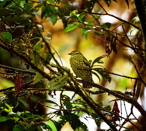 Scaled Fruiteater (snakebird) - side view, Rio &Ntilde;ambi, Colombia Here comes snakebird, a glorious birding highlight of our 2018 trip. Glorious for its beauty, our stupendous luck, and a great opportunity for me to be a smug "told ya" jackass.

Two days earlier, still at La Planada, we were given bird booklets of this place, Rio &Ntilde;ambi. The booklet featured a few dozen birds known to occur in Rio &Ntilde;ambi, so that we could anticipate them and think of targets. 

Given my complete incompetence at birding (I really have no idea what I'm doing), I was basically just looking at whichever I found most attractive. Attractive to me strongly correlates to unusual. Weird, unlike anything else, is what I seek.

It didn't take long for me to obsess over a single bird: the scaled fruiteater. It has a feather pattern that looks like a snake, I don't know of any other bird remotely similar. What more can you ask of a bird? Tunnel vision set in, and I dismissed birds far more rare. 

After announcing my desired target to several people, I was met with either silence or laughter. Nobody said why. I got the message and figured I picked an unrealistic target. Manuel picked a list of "real" targets, this time based on actual competence.

I kept occassionally dropping the hint for 2 days in a row but now as a joke, a joke that quickly was getting old.

Until...a bird landed on a branch straight in front of us. Out of the blue, without playback. This in itself rarely happens in forests. It was quite close, at about 8-10m. It was perched and didn't make an attempt to immediately flee. This forest is so dark though that all I could see was a dark silhouette. Only super bright binoculars from Manuel and some flash by myself revealed the identity of our unexpected guest.

Stupendous luck, but oh did it feel right. It's not just a gorgeous and unusual bird to see, its behavior is a joy to experience. Very dog-like, where it tilts its head in curiosity. 
https://www.jungledragon.com/image/79102/scaled_fruiteater_snakebird_rio_ambi_colombia.html
https://www.jungledragon.com/image/79104/scaled_fruiteater_snakebird_-_full_scene_rio_ambi_colombia.html Ampelioides tschudii,Colombia,Colombia 2018,Colombia South,Fall,Geotagged,Rio &Ntilde;ambi,Scaled fruiteater,South America