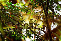 Scaled Fruiteater (snakebird) - full scene, Rio Ñambi, Colombia Here comes snakebird, a glorious birding highlight of our 2018 trip. Glorious for its beauty, our stupendous luck, and a great opportunity for me to be a smug "told ya" jackass.<br />
<br />
Two days earlier, still at La Planada, we were given bird booklets of this place, Rio Ñambi. The booklet featured a few dozen birds known to occur in Rio Ñambi, so that we could anticipate them and think of targets. <br />
<br />
Given my complete incompetence at birding (I really have no idea what I'm doing), I was basically just looking at whichever I found most attractive. Attractive to me strongly correlates to unusual. Weird, unlike anything else, is what I seek.<br />
<br />
It didn't take long for me to obsess over a single bird: the scaled fruiteater. It has a feather pattern that looks like a snake, I don't know of any other bird remotely similar. What more can you ask of a bird? Tunnel vision set in, and I dismissed birds far more rare. <br />
<br />
After announcing my desired target to several people, I was met with either silence or laughter. Nobody said why. I got the message and figured I picked an unrealistic target. Manuel picked a list of "real" targets, this time based on actual competence.<br />
<br />
I kept occassionally dropping the hint for 2 days in a row but now as a joke, a joke that quickly was getting old.<br />
<br />
Until...a bird landed on a branch straight in front of us. Out of the blue, without playback. This in itself rarely happens in forests. It was quite close, at about 8-10m. It was perched and didn't make an attempt to immediately flee. This forest is so dark though that all I could see was a dark silhouette. Only super bright binoculars from Manuel and some flash by myself revealed the identity of our unexpected guest.<br />
<br />
Stupendous luck, but oh did it feel right. It's not just a gorgeous and unusual bird to see, its behavior is a joy to experience. Very dog-like, where it tilts its head in curiosity. <br />
https://www.jungledragon.com/image/79102/scaled_fruiteater_snakebird_rio_ambi_colombia.html<br />
https://www.jungledragon.com/image/79103/scaled_fruiteater_snakebird_-_side_view_rio_ambi_colombia.html Ampelioides tschudii,Colombia,Colombia 2018,Colombia South,Fall,Geotagged,Rio Ñambi,Scaled fruiteater,South America