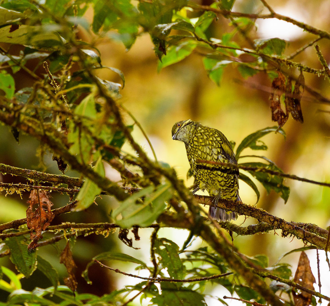 Scaled Fruiteater (snakebird) - scary, Rio Ñambi, Colombia Snakebird doesn&#039;t just have scales like a snake, it also poses like a snake. The forest trembles from fear. Would a pinecone have that effect? No. Ampelioides tschudii,Colombia,Colombia 2018,Colombia South,Fall,Geotagged,Rio Ñambi,Scaled fruiteater,South America