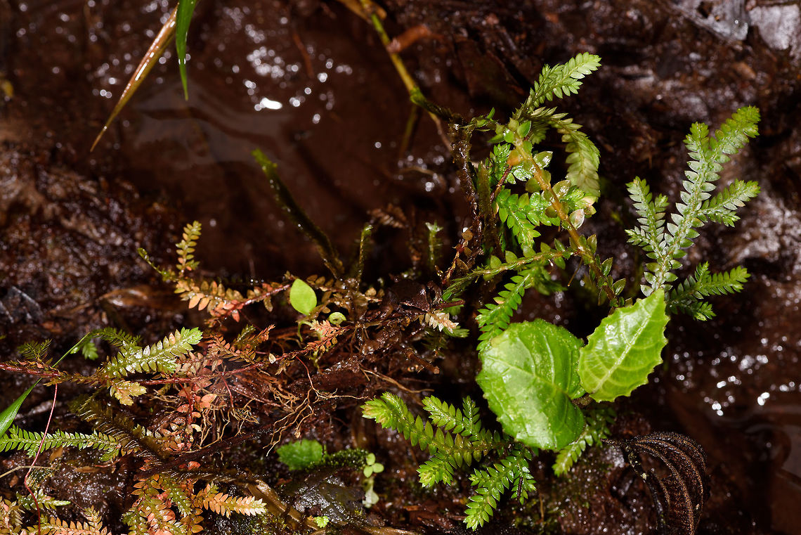 Rain frog experience, Rio &Ntilde;ambi, Colombia I've posted several tiny rainfrogs recently so am dedicating this post to share about the "experience". There's one in this scene, surely you'll find it, knowing it is there. The puddle in the back is the size of a human foot, which gives an idea of size. The frogs are not just tiny, also dark against the dark backdrop of a forest floor. <br />
<br />
You will pretty much never see one unless it is in motion. They are typically found when you accidentally disturb them and you see them move. Once found, you can't take your eyes of them, even after a tiny jump you'll have a very hard time finding them again even if right under your eyes. <br />
<br />
They are relatively easy to catch though due to their low escape speed. Colombia,Colombia 2018,Colombia South,Rio &Ntilde;ambi,South America