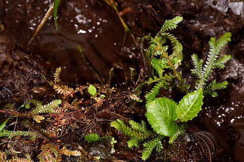 Rain frog experience, Rio &Ntilde;ambi, Colombia I've posted several tiny rainfrogs recently so am dedicating this post to share about the "experience". There's one in this scene, surely you'll find it, knowing it is there. The puddle in the back is the size of a human foot, which gives an idea of size. The frogs are not just tiny, also dark against the dark backdrop of a forest floor. 

You will pretty much never see one unless it is in motion. They are typically found when you accidentally disturb them and you see them move. Once found, you can't take your eyes of them, even after a tiny jump you'll have a very hard time finding them again even if right under your eyes. 

They are relatively easy to catch though due to their low escape speed. Colombia,Colombia 2018,Colombia South,Rio &Ntilde;ambi,South America
