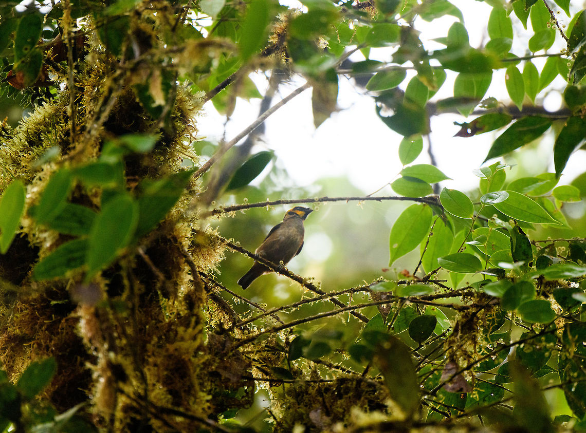 Flame-faced tanager - feeding, Rio Ñambi, Colombia  Colombia,Colombia 2018,Colombia South,Fall,Flame-faced tanager,Geotagged,Rio Ñambi,South America,Tangara parzudakii