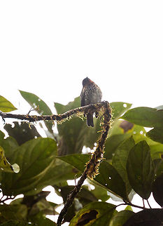 Rufous-throated tanager, Rio &Ntilde;ambi, Colombia  Colombia,Colombia 2018,Colombia South,Fall,Geotagged,Rio &Ntilde;ambi,Rufous-throated tanager,South America,Tangara rufigula