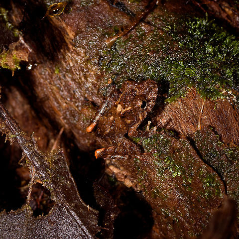 Rainfrog with orange marks, Rio Ñambi, Colombia https://www.jungledragon.com/image/79121/rainfrog_with_orange_marks_-_full_scene_rio_ambi_colombia.html Colombia,Colombia 2018,Colombia South,Rio Ñambi,South America
