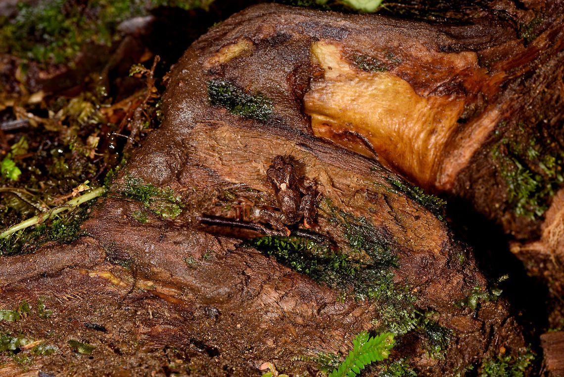 Rainfrog with orange marks - full scene, Rio Ñambi, Colombia <figure class="photo"><a href="https://www.jungledragon.com/image/79120/rainfrog_with_orange_marks_rio_ambi_colombia.html" title="Rainfrog with orange marks, Rio &Ntilde;ambi, Colombia"><img src="https://s3.amazonaws.com/media.jungledragon.com/images/2/79120_thumb.jpg?AWSAccessKeyId=05GMT0V3GWVNE7GGM1R2&Expires=1759968010&Signature=C%2Bqe8Jc7G6SafqQy0JXVght8s8w%3D" width="200" height="200" alt="Rainfrog with orange marks, Rio &Ntilde;ambi, Colombia https://www.jungledragon.com/image/79121/rainfrog_with_orange_marks_-_full_scene_rio_ambi_colombia.html Colombia,Colombia 2018,Colombia South,Rio &Ntilde;ambi,South America" /></a></figure> Colombia,Colombia 2018,Colombia South,Rio Ñambi,South America