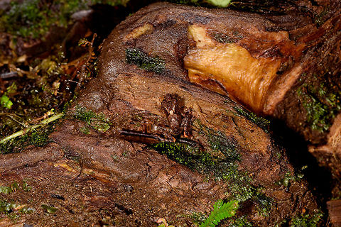 Rainfrog with orange marks - full scene, Rio &Ntilde;ambi, Colombia https://www.jungledragon.com/image/79120/rainfrog_with_orange_marks_rio_ambi_colombia.html Colombia,Colombia 2018,Colombia South,Rio &Ntilde;ambi,South America