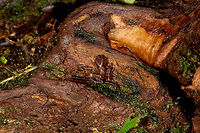 Rainfrog with orange marks - full scene, Rio &Ntilde;ambi, Colombia https://www.jungledragon.com/image/79120/rainfrog_with_orange_marks_rio_ambi_colombia.html Colombia,Colombia 2018,Colombia South,Rio &Ntilde;ambi,South America