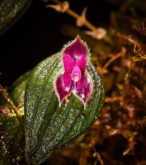 New lepanthes - closeup, Rio &Ntilde;ambi, Colombia This is very likely a new (undescribed) species of lepanthes sp. Upon finding it, our guide Manuel instinctively knew it was a special find, not something he had seen before or seen on the web. Some direct FB contact with leading experts confirmed his suspicions: doesn't ring a bell. Given scientific relevance, it was collected and sent to an expert. Note that the flower would die anyway, as it was on a fallen branch.

Now back home, it's shared to the small inner circle of hyper obsessed lepanthes experts and nobody has any idea. An unusual answer, since normally they instantly identify any species or say which is the likely one, if the photo isn't clear enough. For this one, there doesn't seem a comparison, nothing that comes close to it. So far, that is.

Credit goes to Manuel Espejo who found it, all I did was to press a button.

It has a very deeply vibrant purple to pink color, size (from memory) I'd estimate it at 3mm.

https://www.jungledragon.com/image/79125/new_lepanthes_rio_ambi_colombia.html
https://www.jungledragon.com/image/79124/new_lepanthes_-_side_view_rio_ambi_colombia.html Colombia,Colombia 2018,Colombia South,Rio &Ntilde;ambi,South America