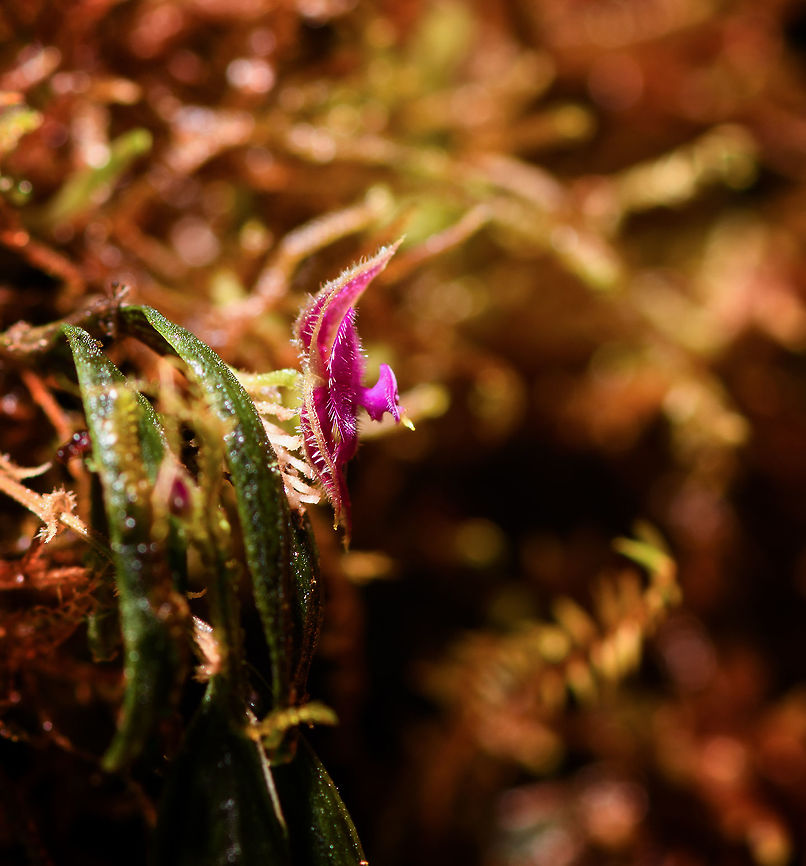 New lepanthes - side view, Rio Ñambi, Colombia This is very likely a new (undescribed) species of lepanthes sp. Upon finding it, our guide Manuel instinctively knew it was a special find, not something he had seen before or seen on the web. Some direct FB contact with leading experts confirmed his suspicions: doesn&#039;t ring a bell. Given scientific relevance, it was collected and sent to an expert. Note that the flower would die anyway, as it was on a fallen branch.<br />
<br />
Now back home, it&#039;s shared to the small inner circle of hyper obsessed lepanthes experts and nobody has any idea. An unusual answer, since normally they instantly identify any species or say which is the likely one, if the photo isn&#039;t clear enough. For this one, there doesn&#039;t seem a comparison, nothing that comes close to it. So far, that is.<br />
<br />
Credit goes to Manuel Espejo who found it, all I did was to press a button.<br />
<br />
It has a very deeply vibrant purple to pink color, size (from memory) I&#039;d estimate it at 3mm.<br />
<br />
<figure class="photo"><a href="https://www.jungledragon.com/image/79125/new_lepanthes_rio_ambi_colombia.html" title="New lepanthes! Rio &Ntilde;ambi, Colombia"><img src="https://s3.amazonaws.com/media.jungledragon.com/images/2/79125_thumb.jpg?AWSAccessKeyId=05GMT0V3GWVNE7GGM1R2&Expires=1759968010&Signature=ukueCg5O8GkCqmnVJTT8jU2fYPw%3D" width="138" height="152" alt="New lepanthes! Rio &Ntilde;ambi, Colombia This is very likely a new (undescribed) species of lepanthes sp. Upon finding it, our guide Manuel instinctively knew it was a special find, not something he had seen before or seen on the web. Some direct FB contact with leading experts confirmed his suspicions: doesn&#039;t ring a bell. Given scientific relevance, it was collected and sent to an expert. Note that the flower would die anyway, as it was on a fallen branch.<br />
<br />
Now back home, it&#039;s shared to the small inner circle of hyper obsessed lepanthes experts and nobody has any idea. An unusual answer, since normally they instantly identify any species or say which is the likely one, if the photo isn&#039;t clear enough. For this one, there doesn&#039;t seem a comparison, nothing that comes close to it. So far, that is.<br />
<br />
Credit goes to Manuel Espejo who found it, all I did was to press a button.<br />
<br />
It has a very deeply vibrant purple to pink color, size (from memory) I&#039;d estimate it at 3mm.<br />
<br />
https://www.jungledragon.com/image/79123/new_lepanthes_-_closeup_rio_ambi_colombia.html<br />
https://www.jungledragon.com/image/79124/new_lepanthes_-_side_view_rio_ambi_colombia.html Colombia,Colombia 2018,Colombia South,Rio &Ntilde;ambi,South America" /></a></figure><br />
<figure class="photo"><a href="https://www.jungledragon.com/image/79123/new_lepanthes_-_closeup_rio_ambi_colombia.html" title="New lepanthes - closeup, Rio &Ntilde;ambi, Colombia"><img src="https://s3.amazonaws.com/media.jungledragon.com/images/2/79123_thumb.jpg?AWSAccessKeyId=05GMT0V3GWVNE7GGM1R2&Expires=1759968010&Signature=z0xnbk4MpTjWGK5QcFd%2BXEF4EWc%3D" width="136" height="152" alt="New lepanthes - closeup, Rio &Ntilde;ambi, Colombia This is very likely a new (undescribed) species of lepanthes sp. Upon finding it, our guide Manuel instinctively knew it was a special find, not something he had seen before or seen on the web. Some direct FB contact with leading experts confirmed his suspicions: doesn&#039;t ring a bell. Given scientific relevance, it was collected and sent to an expert. Note that the flower would die anyway, as it was on a fallen branch.<br />
<br />
Now back home, it&#039;s shared to the small inner circle of hyper obsessed lepanthes experts and nobody has any idea. An unusual answer, since normally they instantly identify any species or say which is the likely one, if the photo isn&#039;t clear enough. For this one, there doesn&#039;t seem a comparison, nothing that comes close to it. So far, that is.<br />
<br />
Credit goes to Manuel Espejo who found it, all I did was to press a button.<br />
<br />
It has a very deeply vibrant purple to pink color, size (from memory) I&#039;d estimate it at 3mm.<br />
<br />
https://www.jungledragon.com/image/79125/new_lepanthes_rio_ambi_colombia.html<br />
https://www.jungledragon.com/image/79124/new_lepanthes_-_side_view_rio_ambi_colombia.html Colombia,Colombia 2018,Colombia South,Rio &Ntilde;ambi,South America" /></a></figure> Colombia,Colombia 2018,Colombia South,Rio Ñambi,South America