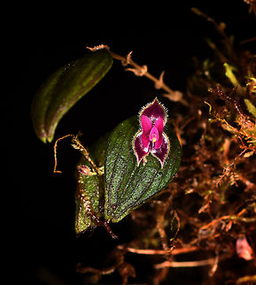 New lepanthes! Rio Ñambi, Colombia This is very likely a new (undescribed) species of lepanthes sp. Upon finding it, our guide Manuel instinctively knew it was a special find, not something he had seen before or seen on the web. Some direct FB contact with leading experts confirmed his suspicions: doesn't ring a bell. Given scientific relevance, it was collected and sent to an expert. Note that the flower would die anyway, as it was on a fallen branch.

Now back home, it's shared to the small inner circle of hyper obsessed lepanthes experts and nobody has any idea. An unusual answer, since normally they instantly identify any species or say which is the likely one, if the photo isn't clear enough. For this one, there doesn't seem a comparison, nothing that comes close to it. So far, that is.

Credit goes to Manuel Espejo who found it, all I did was to press a button.

It has a very deeply vibrant purple to pink color, size (from memory) I'd estimate it at 3mm.

https://www.jungledragon.com/image/79123/new_lepanthes_-_closeup_rio_ambi_colombia.html
https://www.jungledragon.com/image/79124/new_lepanthes_-_side_view_rio_ambi_colombia.html Colombia,Colombia 2018,Colombia South,Rio Ñambi,South America
