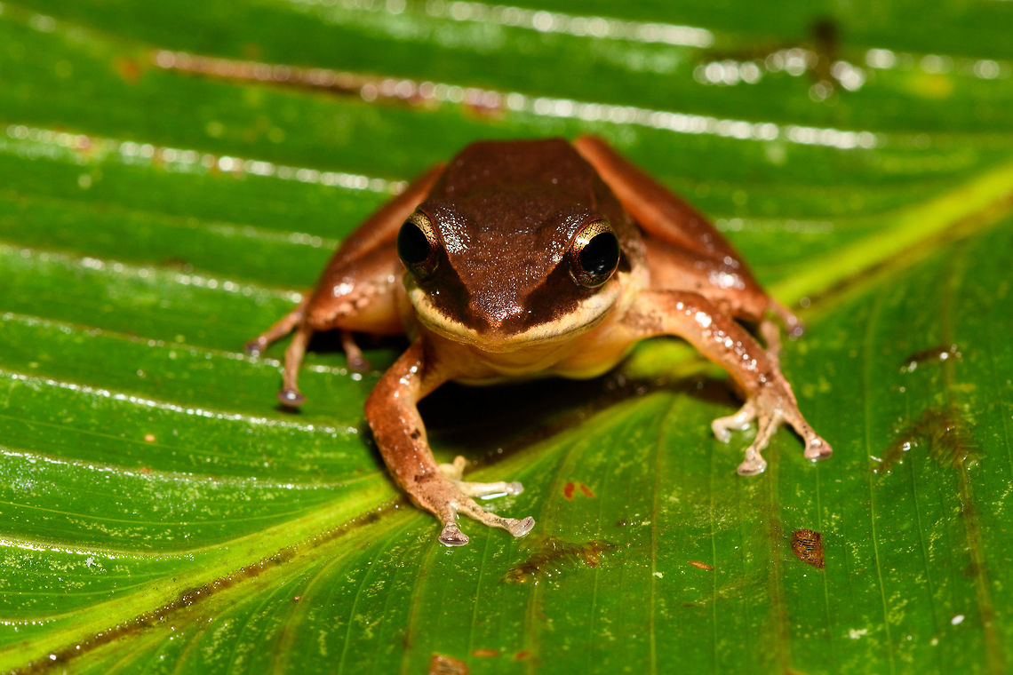 Brown Frog - front view, Rio Ñambi, Colombia On our second and last night in Rio &Ntilde;ambi, we ventured out into the forest for a night tour with a main focus on herping. With us was Miguel (don&#039;t know his last name), a local herping expert that would often assist biologists coming here. <br />
<br />
From the very first minute it was easy to see he knows the forest very well. Also, he doesn&#039;t tread with care as we do in the night, instead he goes off-track far and fast, me struggling to keep up, stay up and not get my gear entangled in thick vegetation. Worth it though!<br />
<br />
This will be the last night tour of the 2018 set.<br />
<figure class="photo"><a href="https://www.jungledragon.com/image/79163/brown_frog_-_side_view_rio_ambi_colombia.html" title="Brown Frog - side view, Rio &Ntilde;ambi, Colombia"><img src="https://s3.amazonaws.com/media.jungledragon.com/images/2/79163_thumb.jpg?AWSAccessKeyId=05GMT0V3GWVNE7GGM1R2&Expires=1759968010&Signature=VntRAk5GdI2P8gbWE7WaOedtxis%3D" width="200" height="134" alt="Brown Frog - side view, Rio &Ntilde;ambi, Colombia On our second and last night in Rio &Ntilde;ambi, we ventured out into the forest for a night tour with a main focus on herping. With us was Miguel (don&#039;t know his last name), a local herping expert that would often assist biologists coming here. <br />
<br />
From the very first minute it was easy to see he knows the forest very well. Also, he doesn&#039;t tread with care as we do in the night, instead he goes off-track far and fast, me struggling to keep up, stay up and not get my gear entangled in thick vegetation. Worth it though!<br />
<br />
This will be the last night tour of the 2018 set.<br />
https://www.jungledragon.com/image/79162/brown_frog_-_top_view_rio_ambi_colombia.html<br />
https://www.jungledragon.com/image/79161/brown_frog_-_side_view_2_rio_ambi_colombia.html<br />
https://www.jungledragon.com/image/79160/brown_frog_-_front_view_rio_ambi_colombia.html Colombia,Colombia 2018,Colombia South,Rio &Ntilde;ambi,South America" /></a></figure><br />
<figure class="photo"><a href="https://www.jungledragon.com/image/79162/brown_frog_-_top_view_rio_ambi_colombia.html" title="Brown Frog - top view, Rio &Ntilde;ambi, Colombia"><img src="https://s3.amazonaws.com/media.jungledragon.com/images/2/79162_thumb.jpg?AWSAccessKeyId=05GMT0V3GWVNE7GGM1R2&Expires=1759968010&Signature=DFtoSLQfqh0lgf30v7GrY6oGU60%3D" width="200" height="170" alt="Brown Frog - top view, Rio &Ntilde;ambi, Colombia On our second and last night in Rio &Ntilde;ambi, we ventured out into the forest for a night tour with a main focus on herping. With us was Miguel (don&#039;t know his last name), a local herping expert that would often assist biologists coming here. <br />
<br />
From the very first minute it was easy to see he knows the forest very well. Also, he doesn&#039;t tread with care as we do in the night, instead he goes off-track far and fast, me struggling to keep up, stay up and not get my gear entangled in thick vegetation. Worth it though!<br />
<br />
This will be the last night tour of the 2018 set.<br />
https://www.jungledragon.com/image/79163/brown_frog_-_side_view_rio_ambi_colombia.html<br />
https://www.jungledragon.com/image/79161/brown_frog_-_side_view_2_rio_ambi_colombia.html<br />
https://www.jungledragon.com/image/79160/brown_frog_-_front_view_rio_ambi_colombia.html Colombia,Colombia 2018,Colombia South,Rio &Ntilde;ambi,South America" /></a></figure><br />
<figure class="photo"><a href="https://www.jungledragon.com/image/79161/brown_frog_-_side_view_2_rio_ambi_colombia.html" title="Brown Frog - side view 2, Rio &Ntilde;ambi, Colombia"><img src="https://s3.amazonaws.com/media.jungledragon.com/images/2/79161_thumb.jpg?AWSAccessKeyId=05GMT0V3GWVNE7GGM1R2&Expires=1759968010&Signature=zDL8Vv%2FNM%2FkSuPx%2B4YLFE21uc1E%3D" width="200" height="134" alt="Brown Frog - side view 2, Rio &Ntilde;ambi, Colombia On our second and last night in Rio &Ntilde;ambi, we ventured out into the forest for a night tour with a main focus on herping. With us was Miguel (don&#039;t know his last name), a local herping expert that would often assist biologists coming here. <br />
<br />
From the very first minute it was easy to see he knows the forest very well. Also, he doesn&#039;t tread with care as we do in the night, instead he goes off-track far and fast, me struggling to keep up, stay up and not get my gear entangled in thick vegetation. Worth it though!<br />
<br />
This will be the last night tour of the 2018 set.<br />
https://www.jungledragon.com/image/79163/brown_frog_-_side_view_rio_ambi_colombia.html<br />
https://www.jungledragon.com/image/79162/brown_frog_-_top_view_rio_ambi_colombia.html<br />
https://www.jungledragon.com/image/79160/brown_frog_-_front_view_rio_ambi_colombia.html Colombia,Colombia 2018,Colombia South,Rio &Ntilde;ambi,South America" /></a></figure> Colombia,Colombia 2018,Colombia South,Rio Ñambi,South America