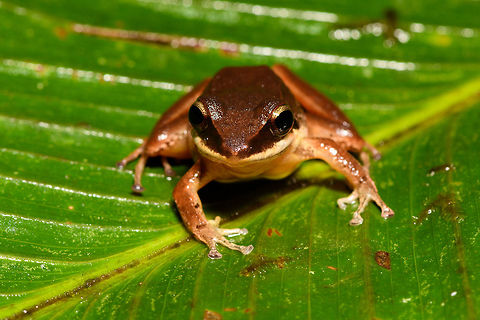 Brown Frog - front view, Rio &Ntilde;ambi, Colombia On our second and last night in Rio &Ntilde;ambi, we ventured out into the forest for a night tour with a main focus on herping. With us was Miguel (don't know his last name), a local herping expert that would often assist biologists coming here. 

From the very first minute it was easy to see he knows the forest very well. Also, he doesn't tread with care as we do in the night, instead he goes off-track far and fast, me struggling to keep up, stay up and not get my gear entangled in thick vegetation. Worth it though!

This will be the last night tour of the 2018 set.
https://www.jungledragon.com/image/79163/brown_frog_-_side_view_rio_ambi_colombia.html
https://www.jungledragon.com/image/79162/brown_frog_-_top_view_rio_ambi_colombia.html
https://www.jungledragon.com/image/79161/brown_frog_-_side_view_2_rio_ambi_colombia.html Colombia,Colombia 2018,Colombia South,Rio &Ntilde;ambi,South America
