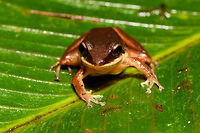 Brown Frog - front view, Rio Ñambi, Colombia On our second and last night in Rio Ñambi, we ventured out into the forest for a night tour with a main focus on herping. With us was Miguel (don't know his last name), a local herping expert that would often assist biologists coming here. <br />
<br />
From the very first minute it was easy to see he knows the forest very well. Also, he doesn't tread with care as we do in the night, instead he goes off-track far and fast, me struggling to keep up, stay up and not get my gear entangled in thick vegetation. Worth it though!<br />
<br />
This will be the last night tour of the 2018 set.<br />
https://www.jungledragon.com/image/79163/brown_frog_-_side_view_rio_ambi_colombia.html<br />
https://www.jungledragon.com/image/79162/brown_frog_-_top_view_rio_ambi_colombia.html<br />
https://www.jungledragon.com/image/79161/brown_frog_-_side_view_2_rio_ambi_colombia.html Colombia,Colombia 2018,Colombia South,Rio Ñambi,South America